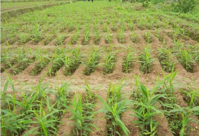 22e3fb3af19cda44533c24295bec168b